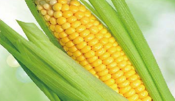 陶瓷膜應(yīng)用：生物、醫(yī)藥行業(yè)